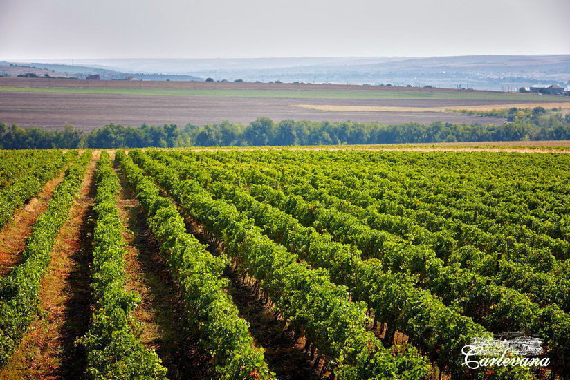 モルドバワイン・モルドバマーケット・CARLEVANA・MOLDOVA WINE