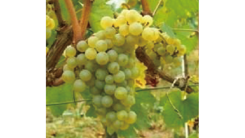 モルドバワインについて・モルドバマーケット・モルドバ固有品種の葡萄・MOLDOVA WINE