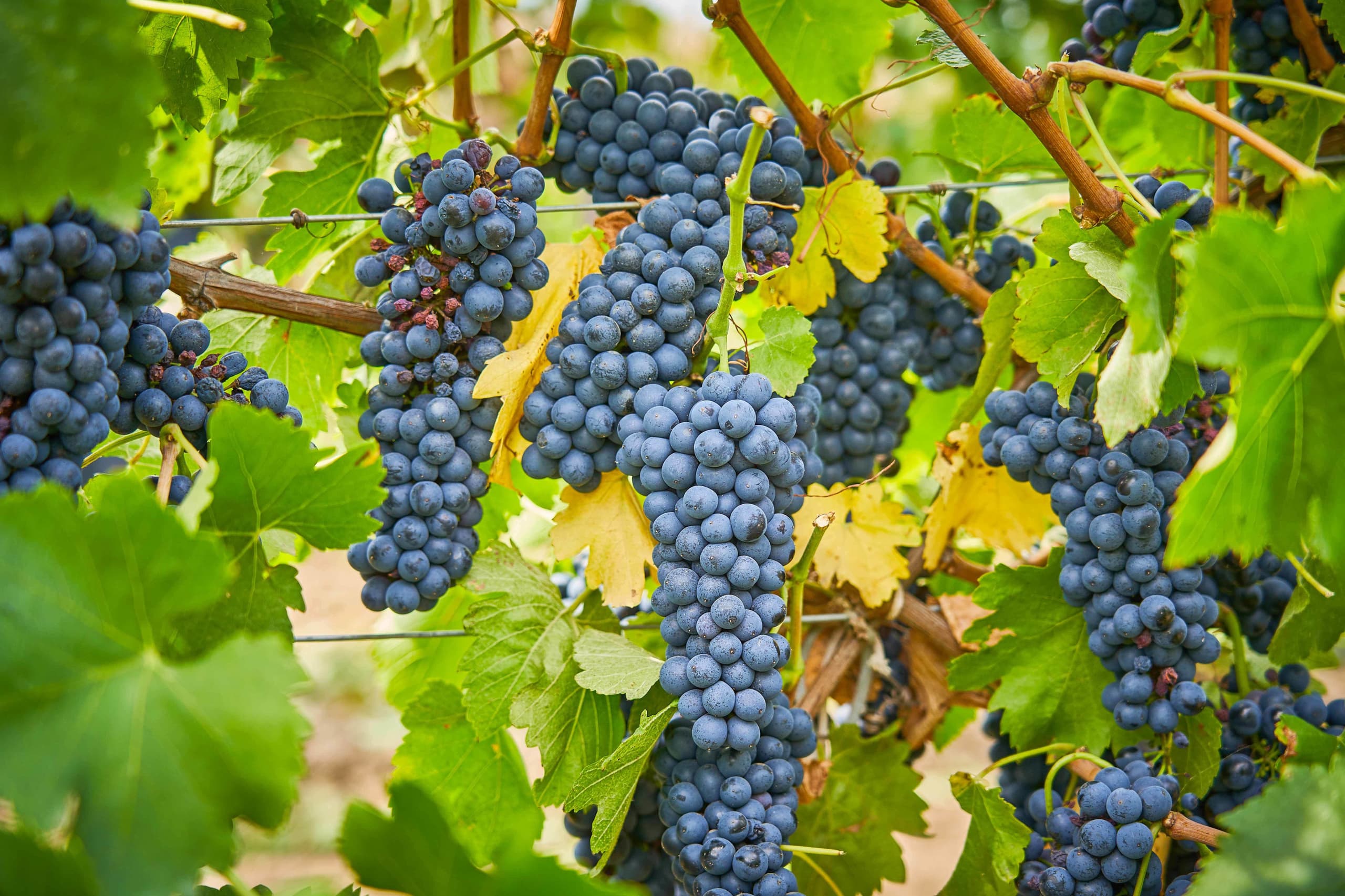 novak-vineyard-2.jpg