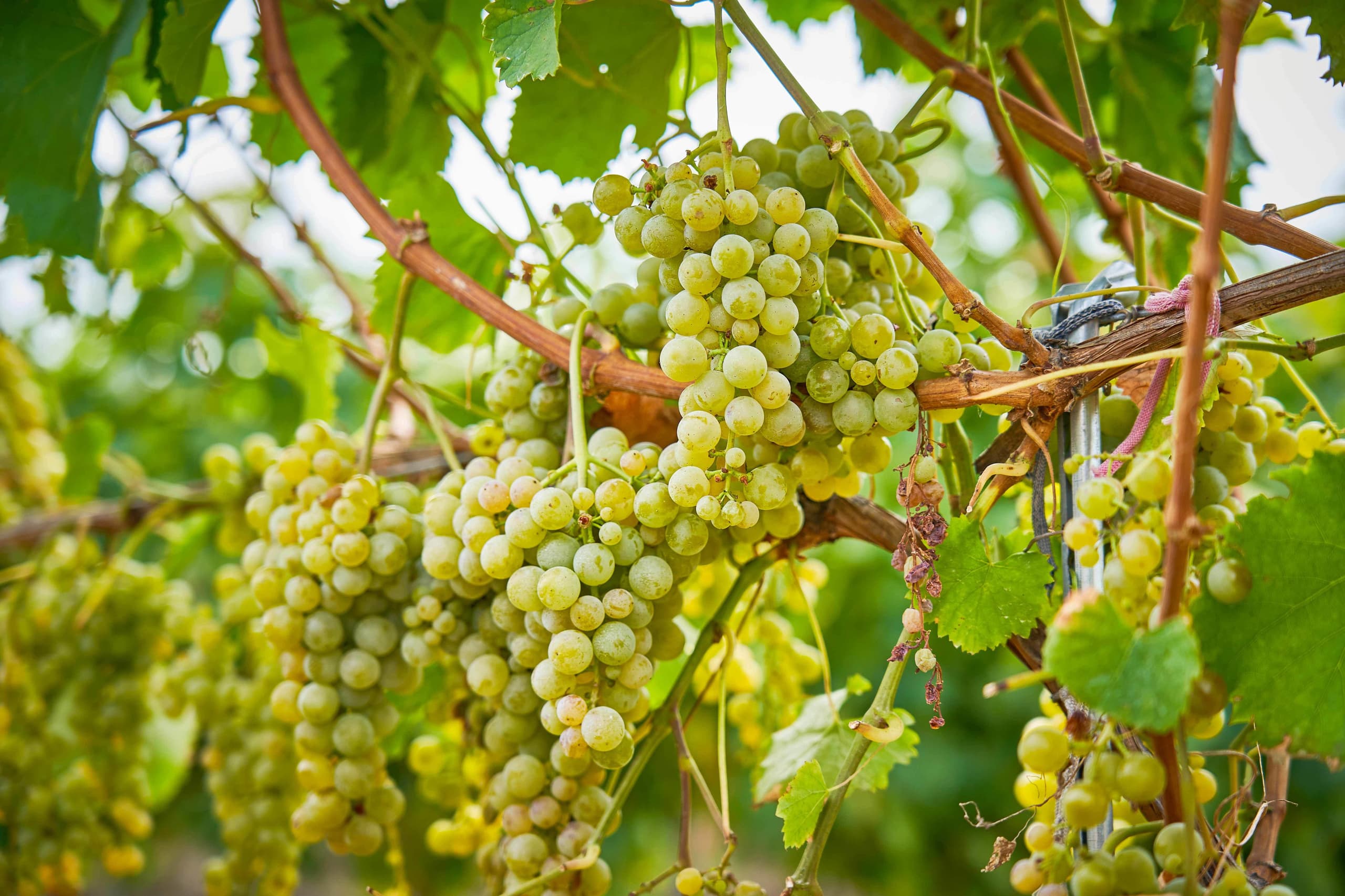 novak-vineyard-3.jpg