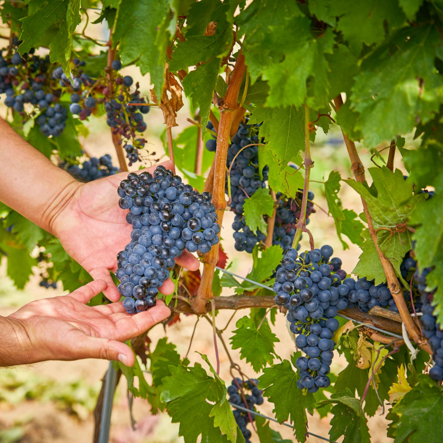 Novak winery Moldova