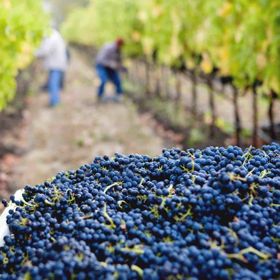 Novak winery Moldova