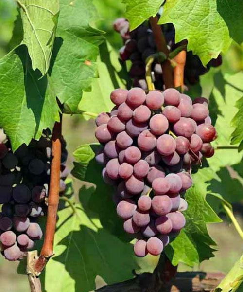 Legenda レゲンダ