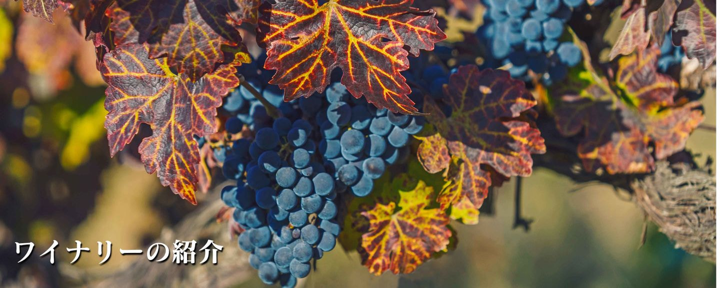 Moldova wine モルドバワイン