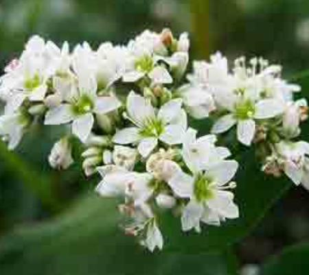 Buckwheat honey honey Moldova 非加熱 モルドバ産 そば蜂蜜 生そばはちみつ